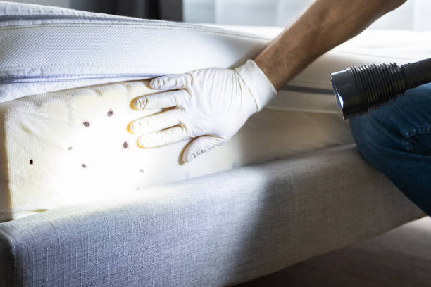 Wasp Removal Services in Hawthorn Woods, IL