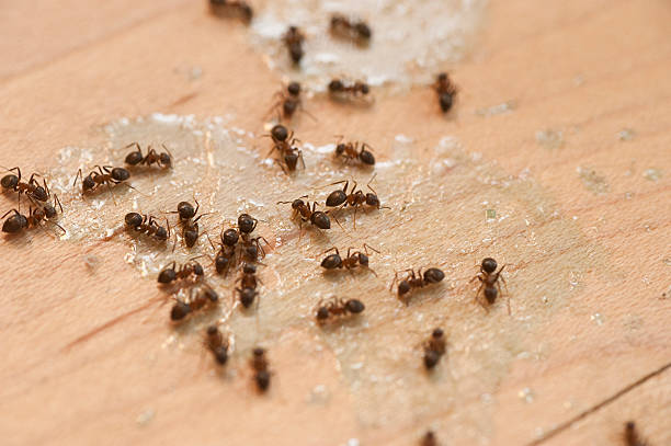 Reliable Hawthorn Woods, IL Pest Control Solutions