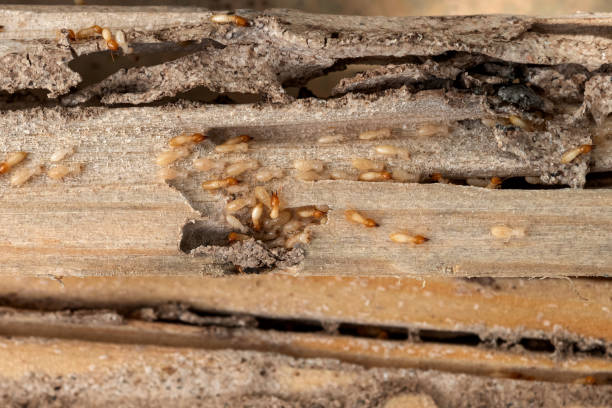 Spider Control Near Me in Hawthorn Woods, IL