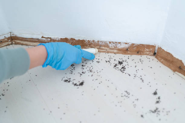 Best Wasp Removal Services  in Hawthorn Woods, IL